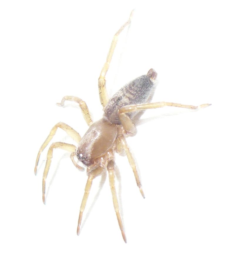 Drassodes? No. Clubiona corticalis - Roure (TO)